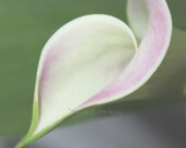 Floral Photography Fine Art print 5x5  IN STOCK calla lily summer bloom flower Soft green & pink delicate heart Home Decor