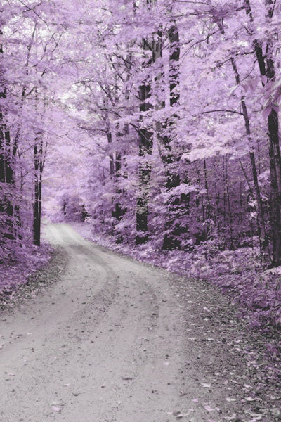 Surreal Dreamy Photography Nature in Lavender & Gray Fine Art print 8x10 Enchanted forest woodland scene gravel road Beautiful Country drive
