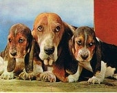 Vintage Postcards - Alfred Mainzer Dog Family -  Basset Hounds