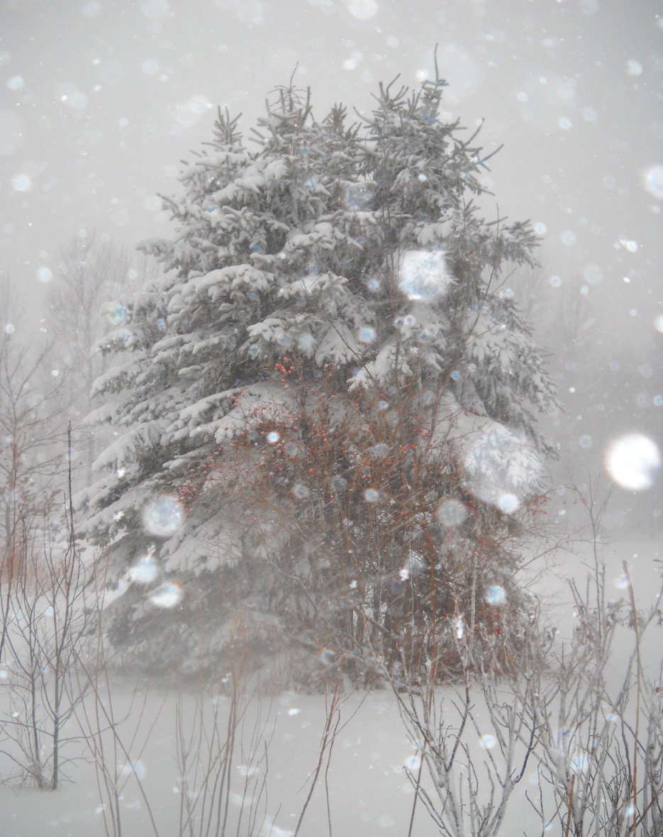 Photograph - Archival Maine Snow Scene