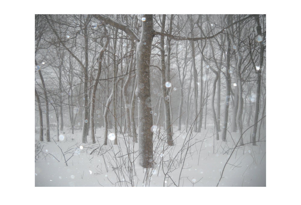 Photograph - Archival Maine Winter Woods