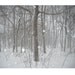 Photograph - Archival Maine Winter Woods