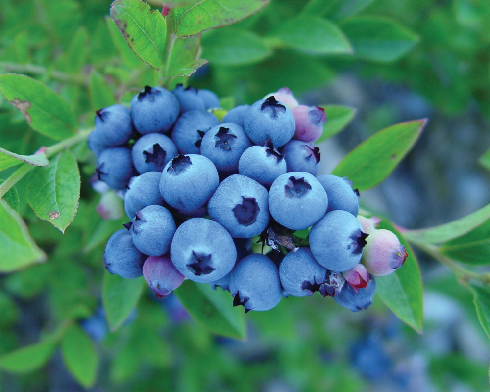 Blueberries In Maine