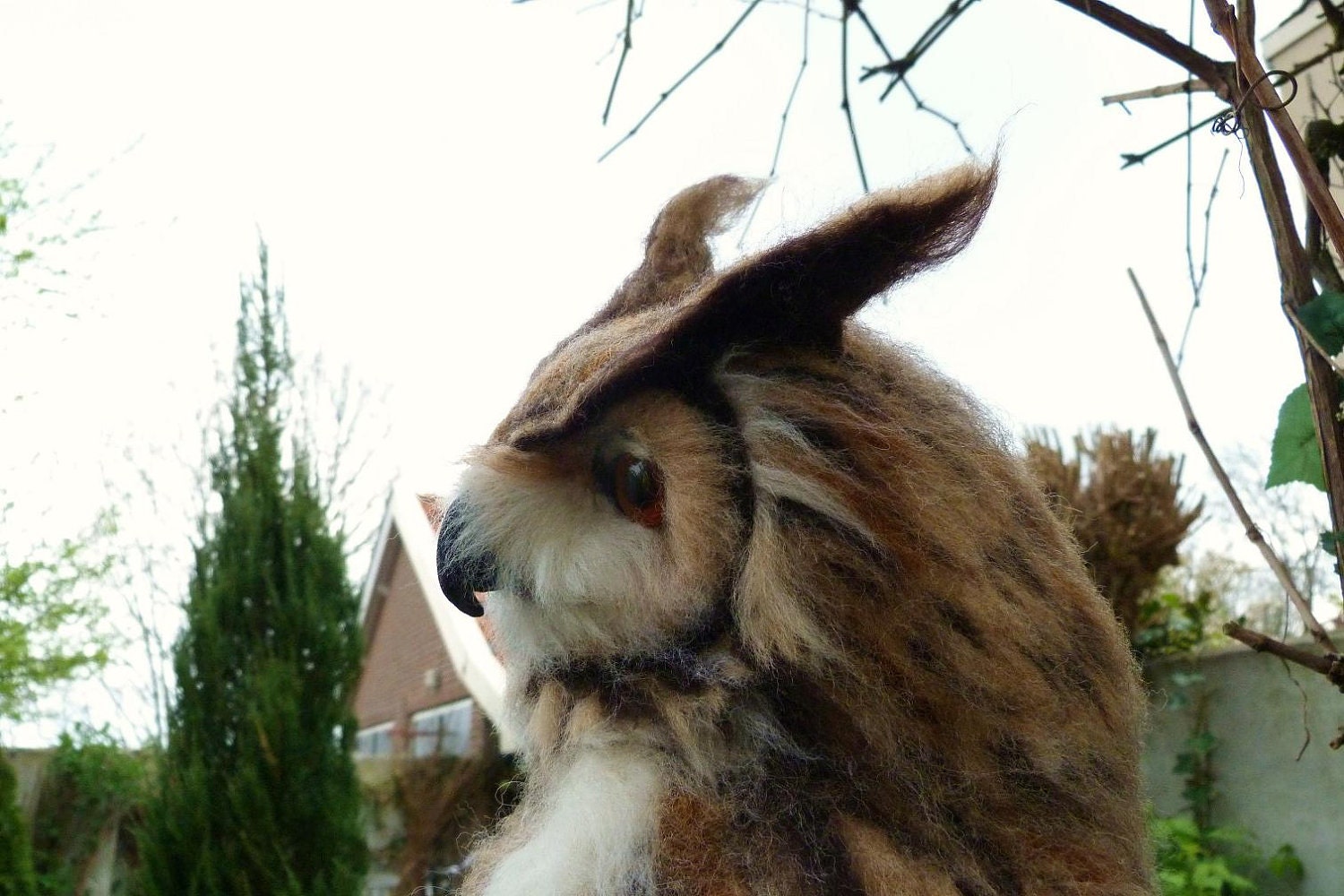 Eurasian Eagle-Owl (Bubo bubo)