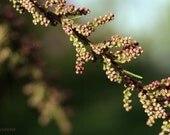 Digital download nature photography Spring photo Spring home decor