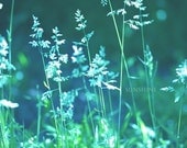 Teal photo - teal green home decor 8x12 or Any size up to 20x30 Digital downloadable file  Nature fine art photography