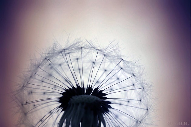 Dandelion art Digital download Summer decor Fine art photography neutral purple dark raspberry