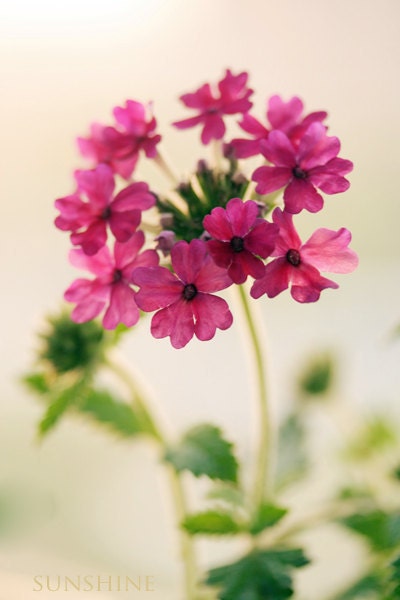 Digital download Neon Pink Flower photo Summer decor Neon wall art magenta fuchsia