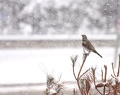 Bird under snow - Fieldfare Winter photo - snowy weather - digital download