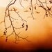 Photography download Autumn photo affordable home decor tree branches autumn sunshine