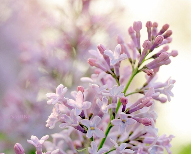 Digital photos Lilac flowers Pastel floral photo Digital download Fine art photography Romantic Shabby chic pale lavender