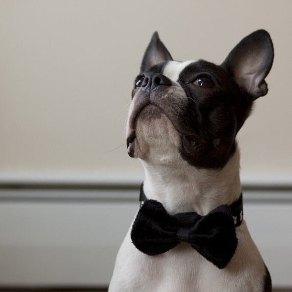 Black Faux Fur Dog Bow Tie - Free Shipping Worldwide