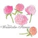 CLIP ART - Watercolor Peonies - for commercial and personal use