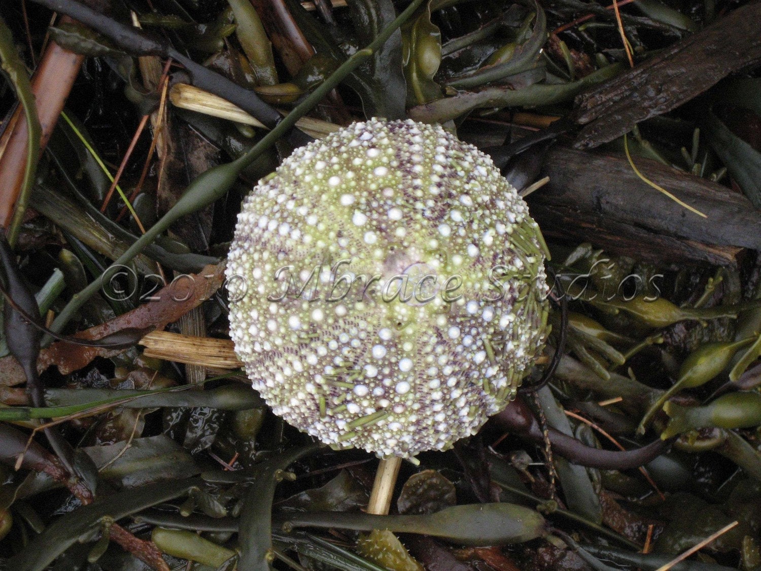Sea Urchin Shell Photograph - Fine Art Print 8x10 for your beach house