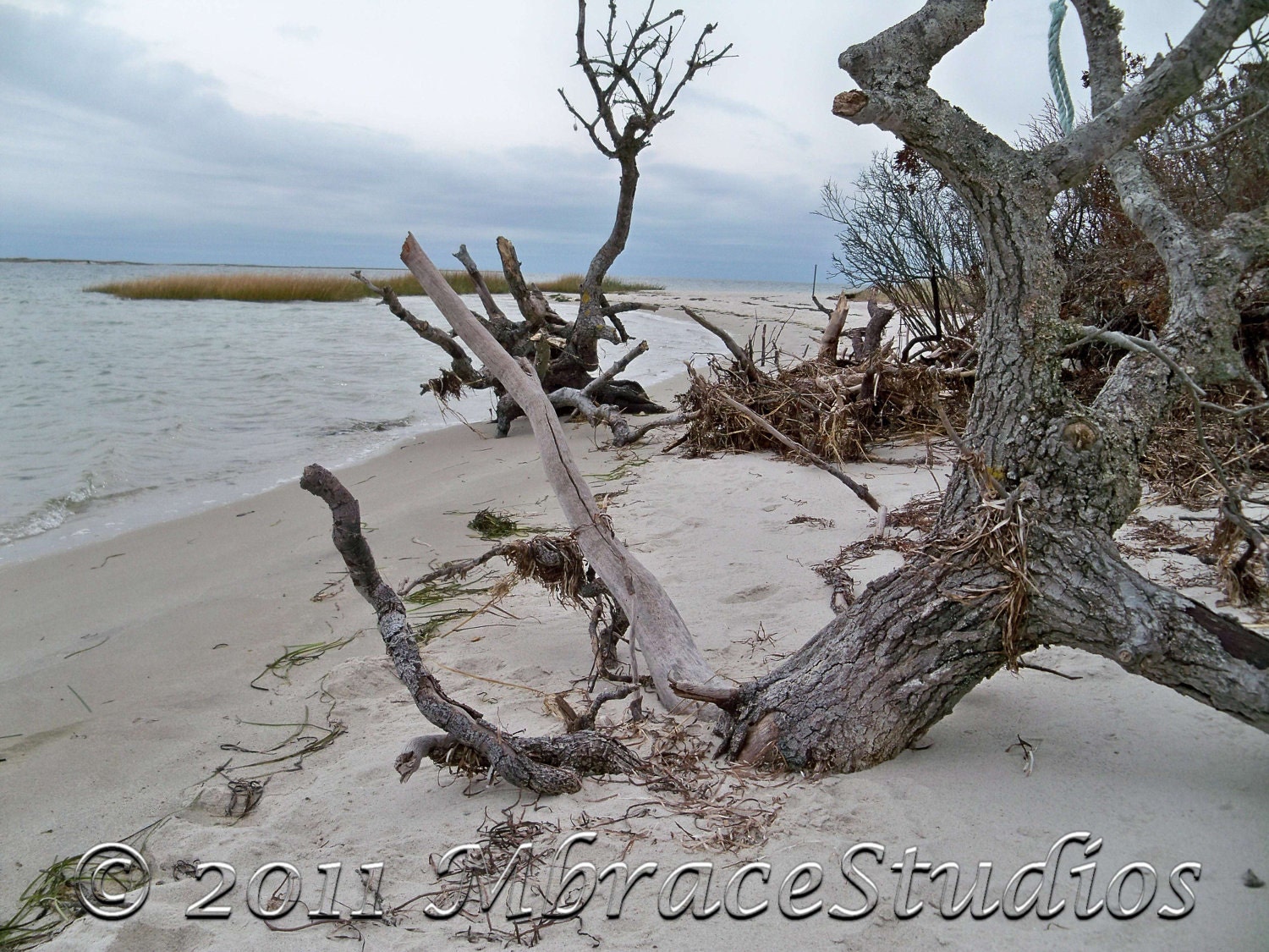 Beach and trees- 5x7 Photo - Cape Cod Massachusetts-Under 15 - gray, tan minimalist