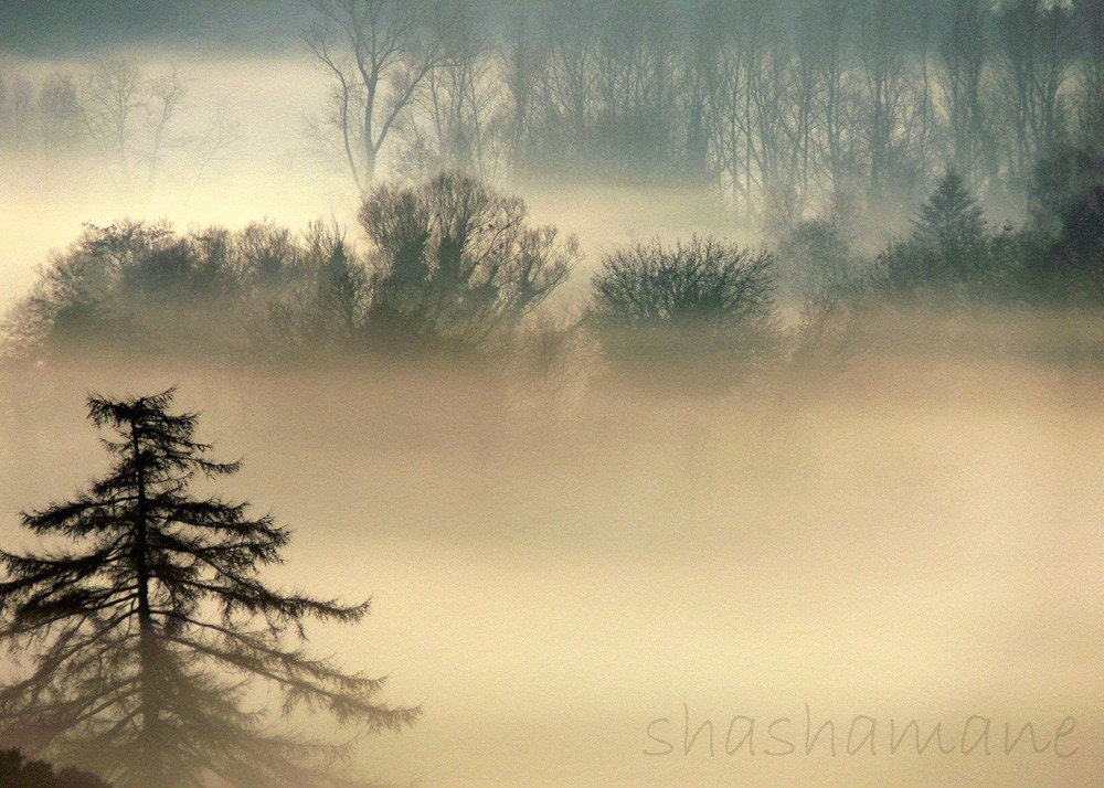 Tolkienesque. Mystical and magical misty woodland forest scene 5x7 Fine Art Photography Print  - Middle Earth fog