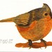 bird art print illustration drawing orange blue home decor