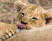 40% OFF SALE -Lion Baby Kiss Photo- 8 X 10 Print - Baby Animal Photograph, Wildlife Photography, Cub, Nursery Art, African Safari,  Zoo