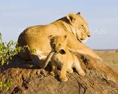 BABY LION PLAYING Photo- 8 X 10 Print - Baby Animal Photograph, Wildlife Photography, Wall Decor, Nursery Art, African Safari, Nature, Cub
