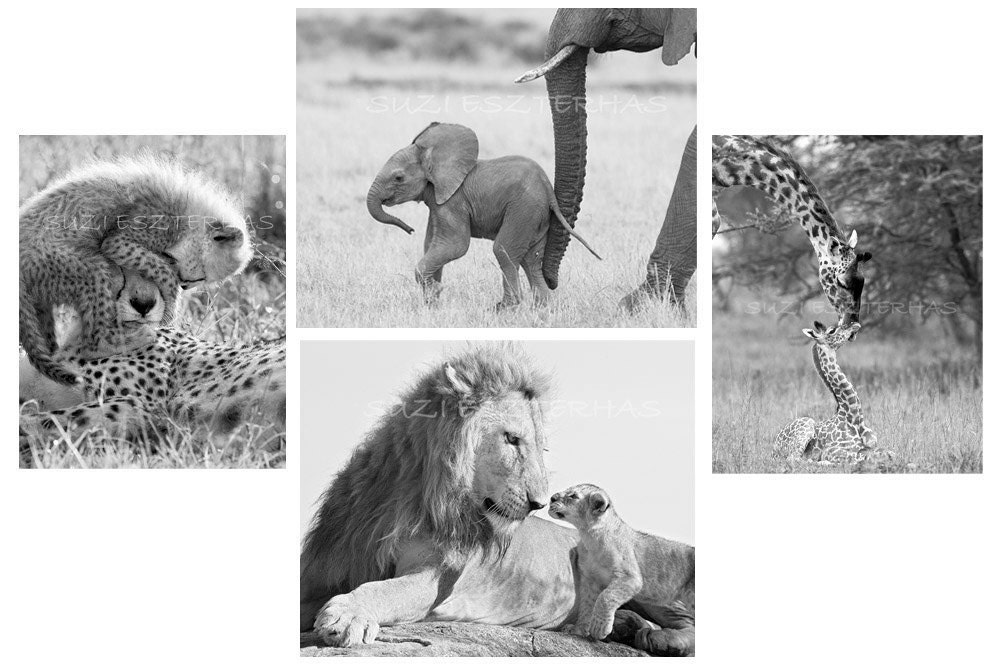Nursery Art Prints, Safari Baby Animals, Set of 4 Black & White Photos, 8x10, Elephant, Lion, Cheetah, Giraffe, Kids Room Decor, Wall Art