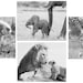Nursery Art Prints, Safari Baby Animals, Set of 4 Black & White Photos, 8x10, Elephant, Lion, Cheetah, Giraffe, Kids Room Decor, Wall Art