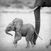 Nursery Art Prints, Safari Baby Animals, Set of 4 Black & White Photos, 8x10, Elephant, Lion, Cheetah, Giraffe, Kids Room Decor, Wall Art