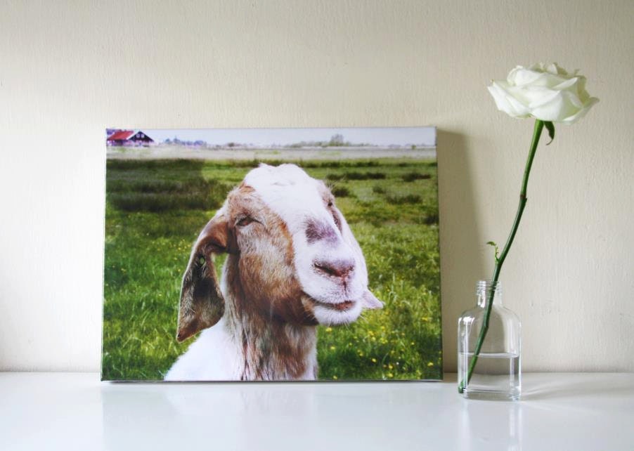 Wrapped Canvas Print The Smiling Goat (Netherlands) Wall Art 12x16 (30x40 cm) Farm Fresh home decor cute country