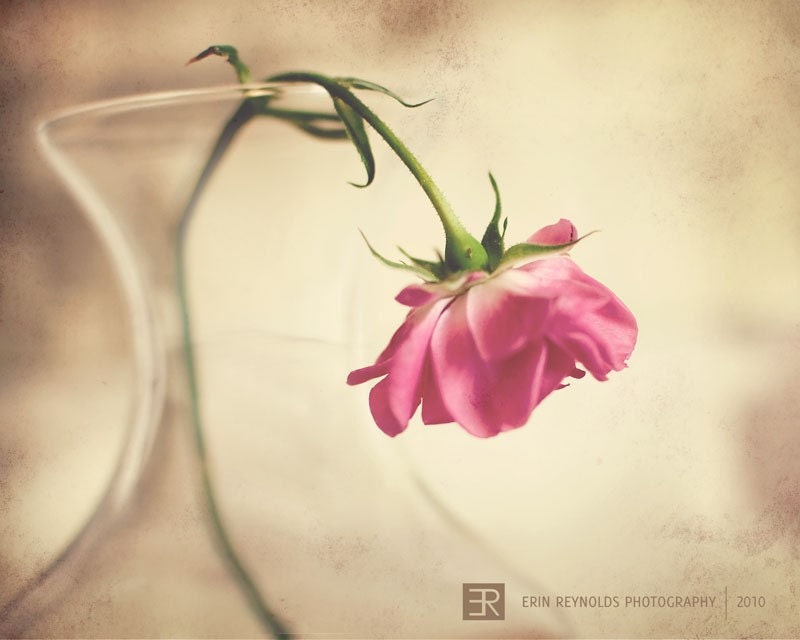 The Melancholy Rose - Fine Art Photography Original Print (8x10) IN STOCK.