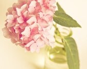 Pink Hydrangea - Fine Art Photography Original Print (8x10)