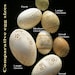 Hand Carved Victorian Lace Goose Egg: Heart