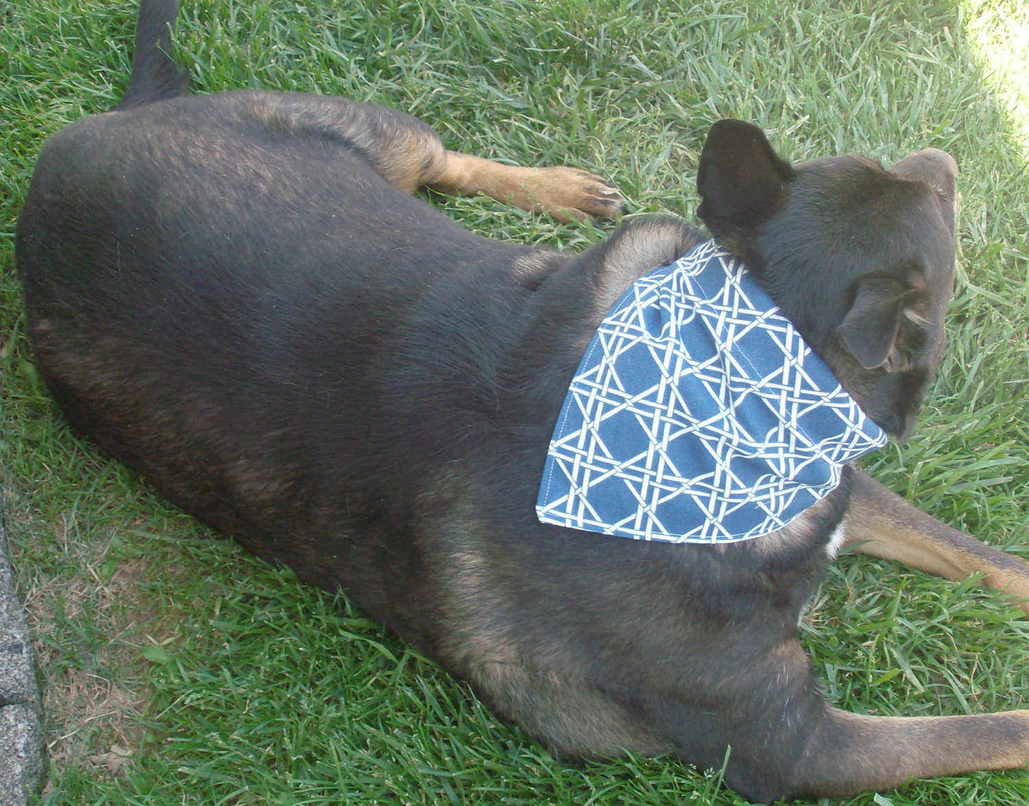 Small Dog Bandana Blue and White Lattice