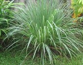 Lemon Grass Cymbopogon flexuosus 250 Seeds 100 Mg