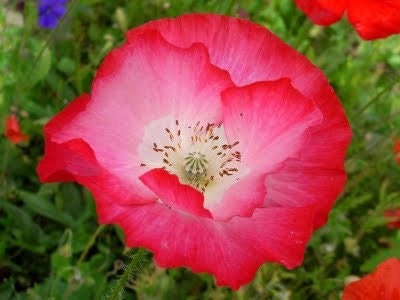 Poppy Double Shirley 3750 Seeds 500 mg