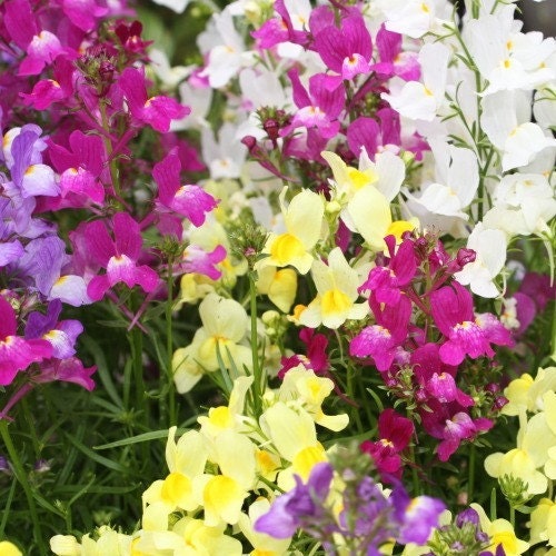 Spurred Snapdragon Wildflower 7,645 Seeds 500 mg