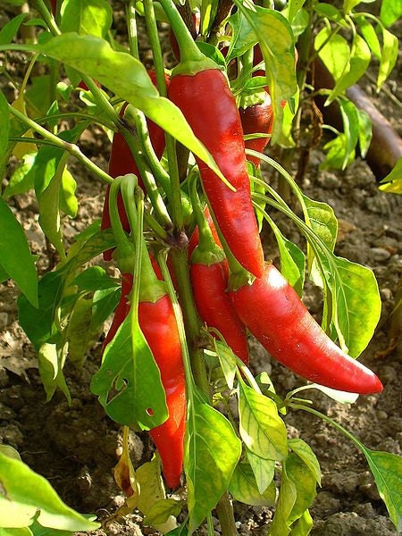 Cayenne Red Hot Pepper 100 Seeds 660 Mg