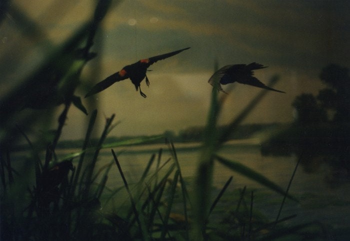 Blackbirds Print (Human Nature)