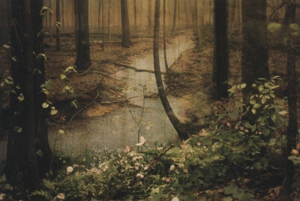Forest Print (Human Nature)