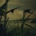 Blackbirds Print (Human Nature)