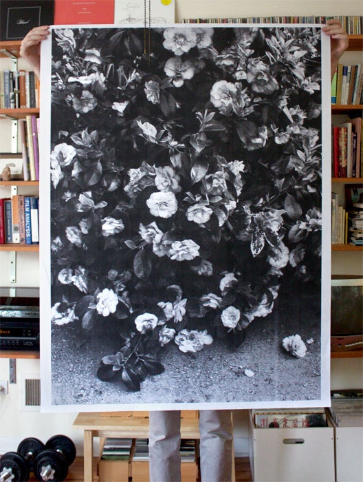 Flowers Poster 36x48
