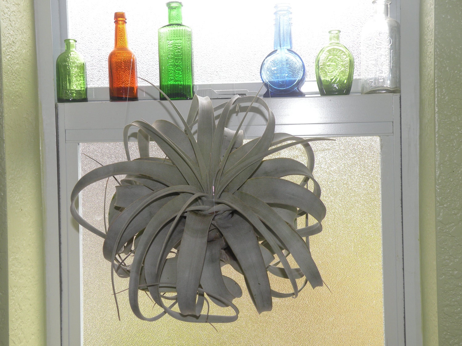 Almost in bloom. X-Large size hanging air plant. Stunning hanging plant. Great gift for Dad.
