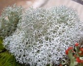Reindeer Moss--terrarium supplies