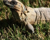Iguana Shedding Skin