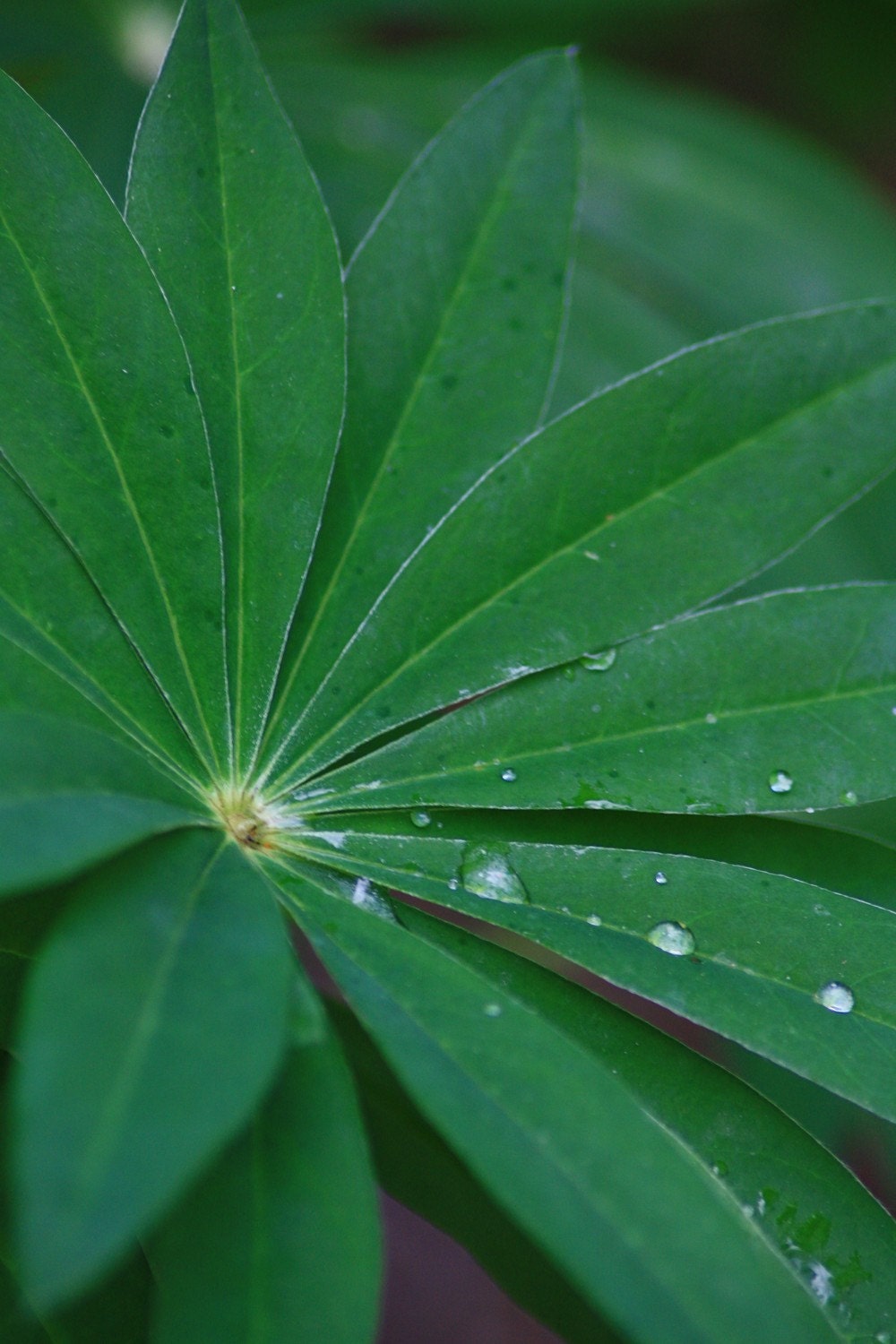 Leaves