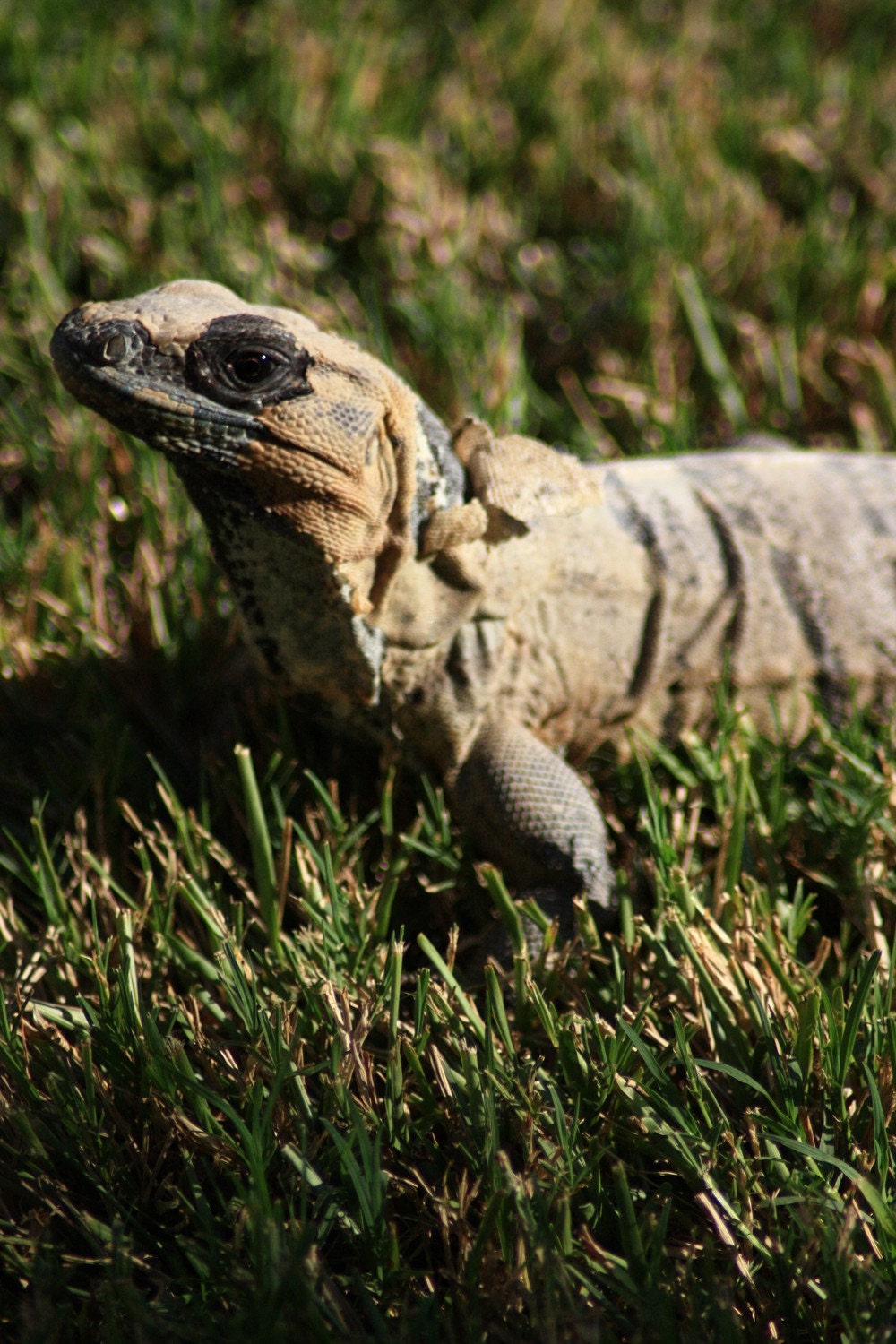 Iguana Shedding Skin