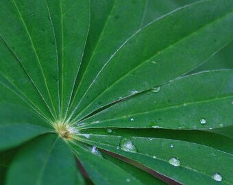 Leaves