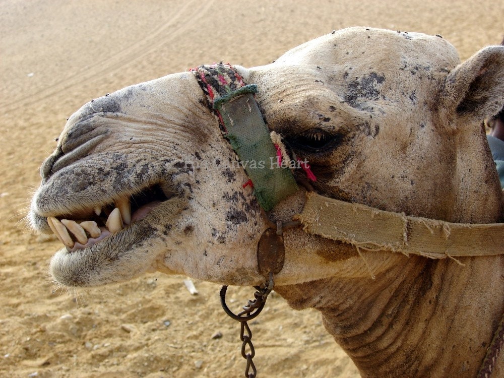 Egyptian Camel 5x7 Photograph