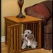 End Table Dog Crate Oak Wood Oak or Maple Puppy Night Stand