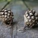 Pinecone earrings