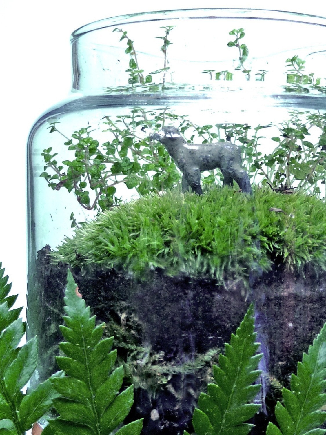 Moss Terrarium DIY Kit where sheep may safely graze . . . includes everything . . . moss, lamb, medium glass container