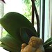 3 Zen Mini Lucky PUG Dog Buddhas and Foos Bonsai Statues
